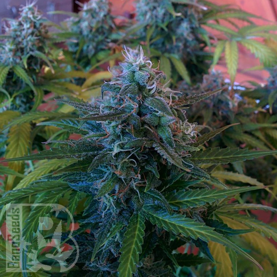 Blue Mango feminised Ganja Seeds