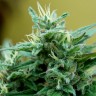 Blue Mango feminised Ganja Seeds