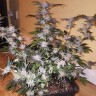 Blue Mango feminised Ganja Seeds