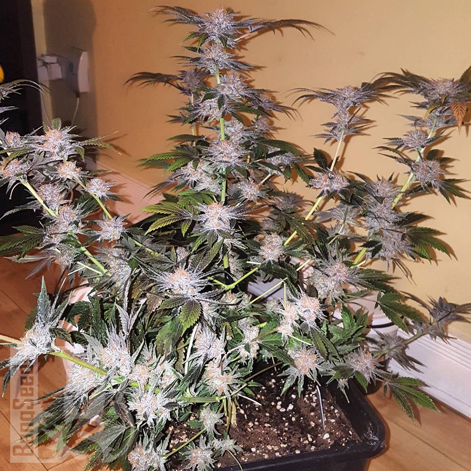 Blue Mango feminised Ganja Seeds