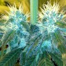 Blue Mango feminised Ganja Seeds