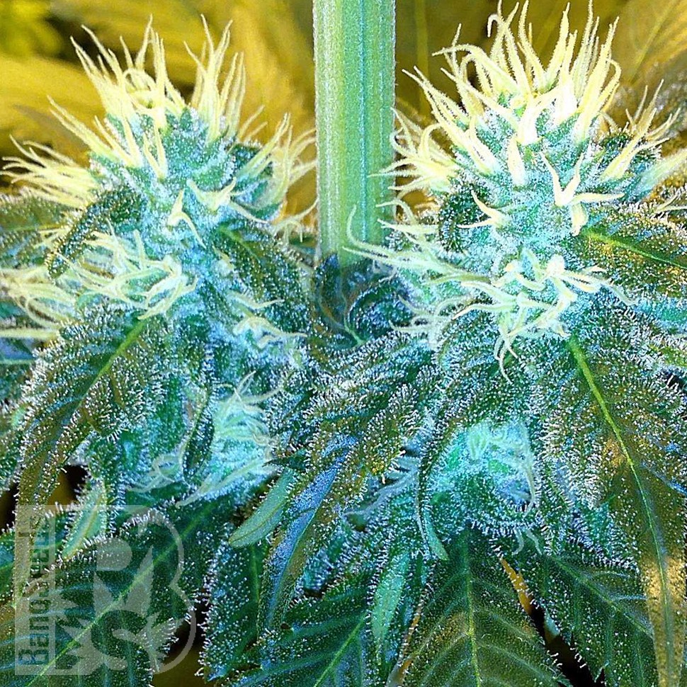 Blue Mango feminised Ganja Seeds