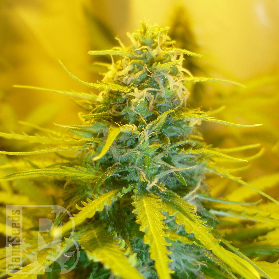 Blue Mango feminised Ganja Seeds