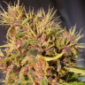 Blue Mango feminised Ganja Seeds