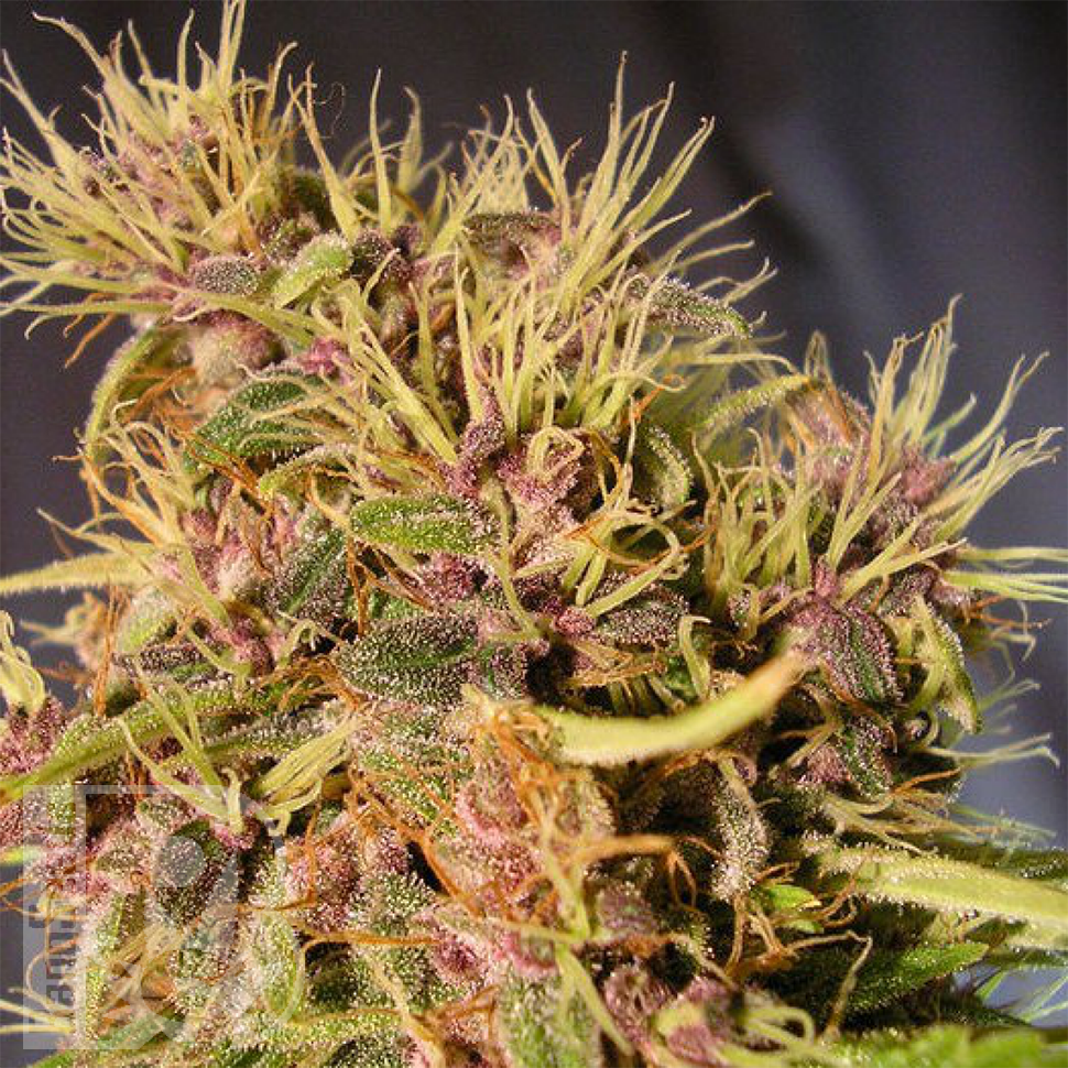 Blue Mango feminised Ganja Seeds