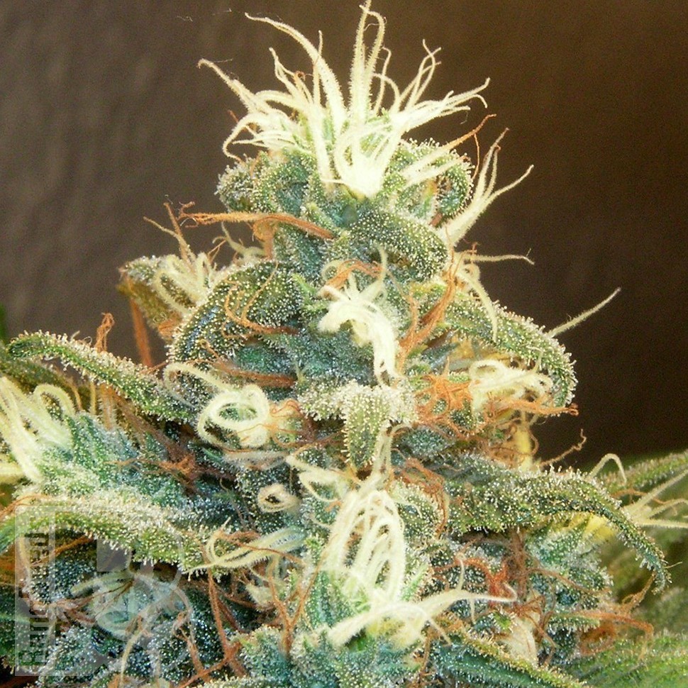 Blue Mango feminised Ganja Seeds