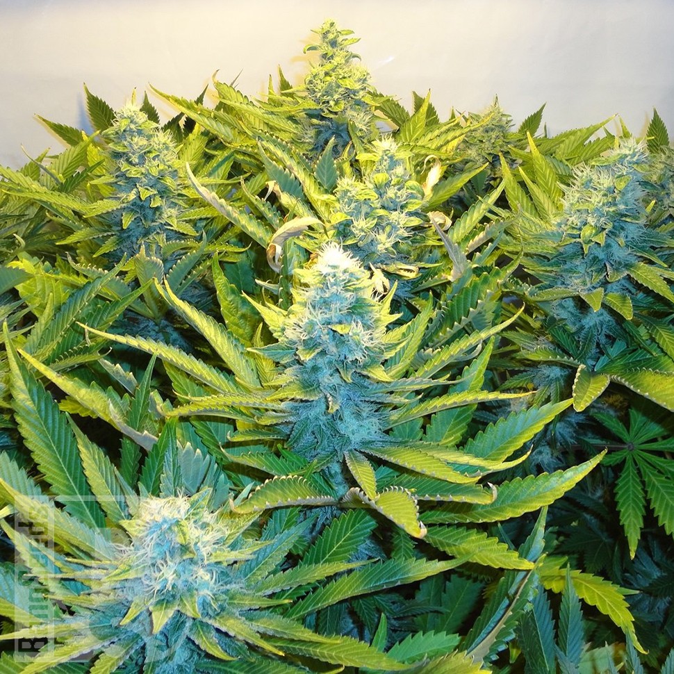 Blue Mango feminised Ganja Seeds