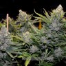 Blue Mango feminised Ganja Seeds