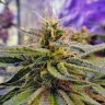 Семена конопли  Sticky Blue feminised Ganja Seeds