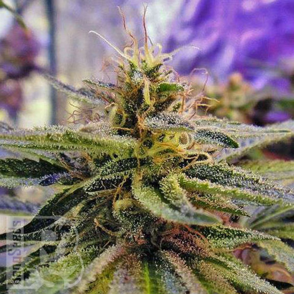 Семена конопли  Sticky Blue feminised Ganja Seeds