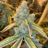 Семена конопли  Sticky Blue feminised Ganja Seeds