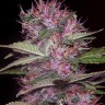 Семена конопли  Sticky Blue feminised Ganja Seeds