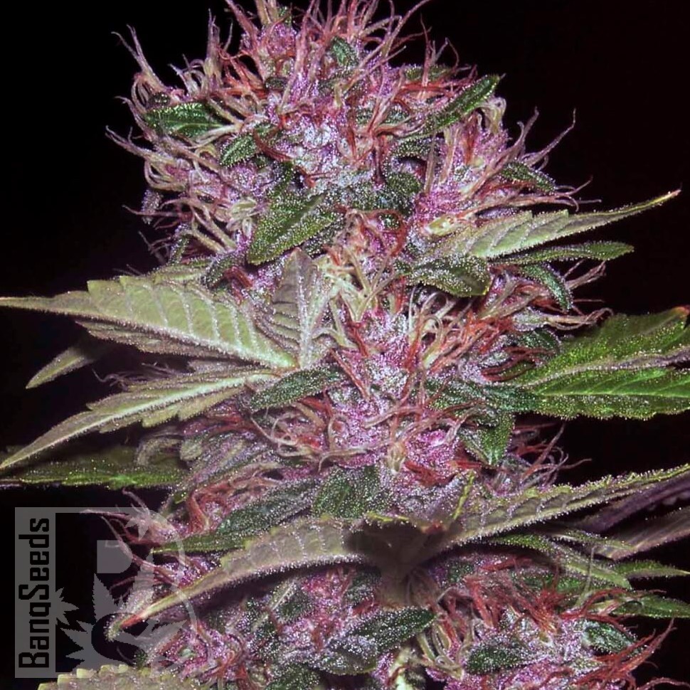 Семена конопли  Sticky Blue feminised Ganja Seeds