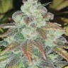 Семена конопли  Sticky Blue feminised Ganja Seeds