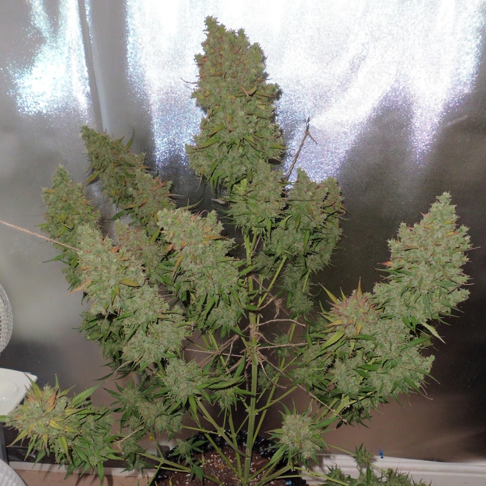 Семена конопли  Auto Blueberry regular Ganja Seeds