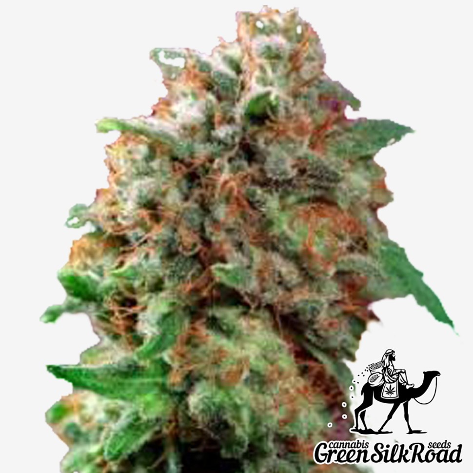 Семена марихуаны  Mazar feminised Green Silk Road Seeds