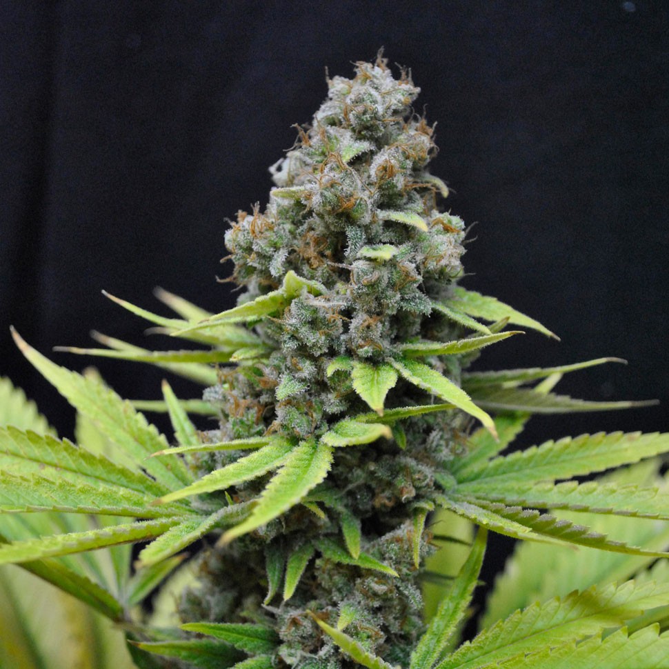 Семена  Auto S.A.D. (Sweet Afgani Delicious) feminised Ganja Seeds