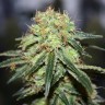 Семена ганжа  Super Bud feminised Ganja Seeds