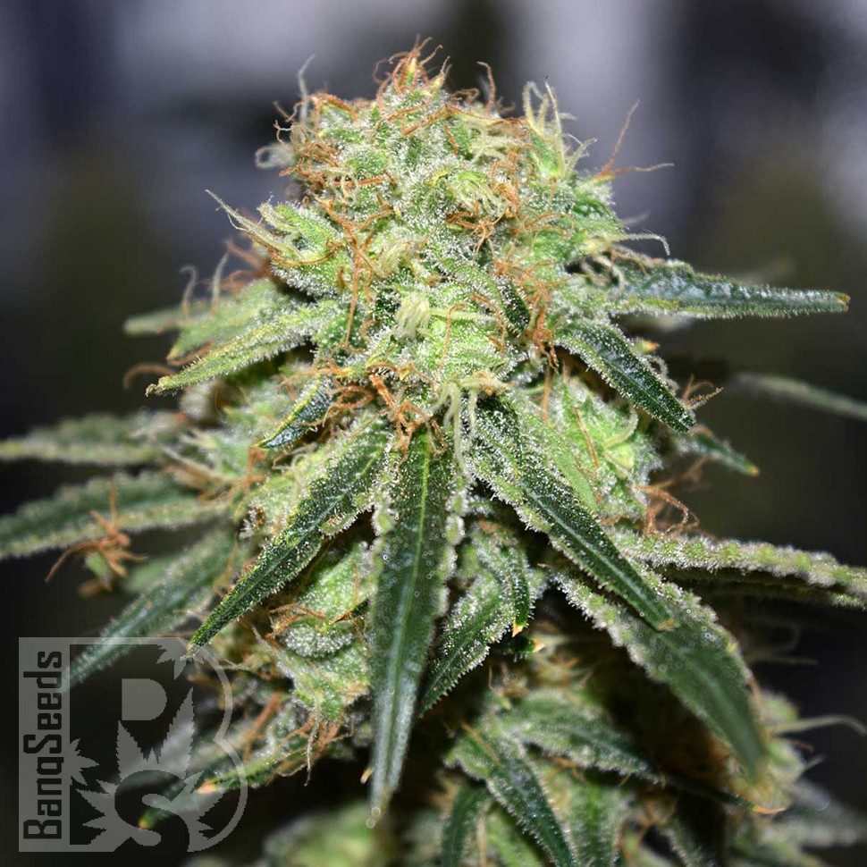 Семена ганжа  Super Bud feminised Ganja Seeds