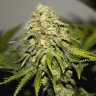 Семена ганжа  Super Bud feminised Ganja Seeds