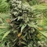 Семена ганжа  Super Bud feminised Ganja Seeds