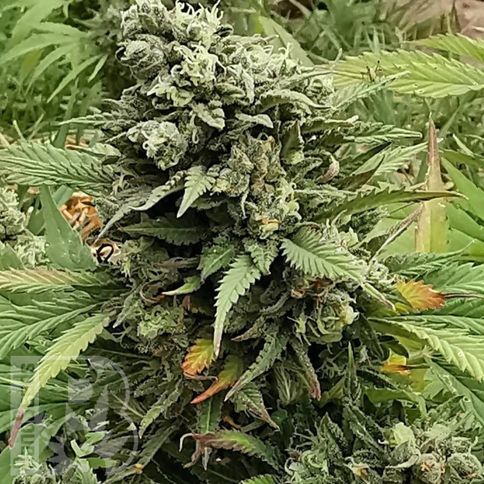 Семена ганжа  Super Bud feminised Ganja Seeds