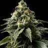 Семена конопли  Himalaya Blue Diesel regular Ganja Seeds