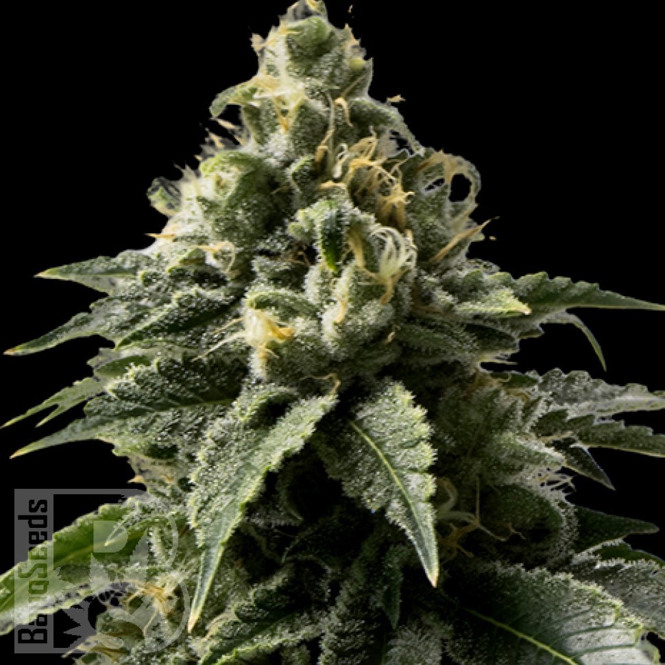 Семена конопли  Himalaya Blue Diesel regular Ganja Seeds