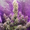 Семена конопли  Himalaya Blue Diesel regular Ganja Seeds