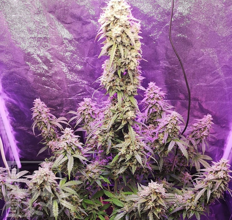 Семена конопли  Himalaya Blue Diesel regular Ganja Seeds