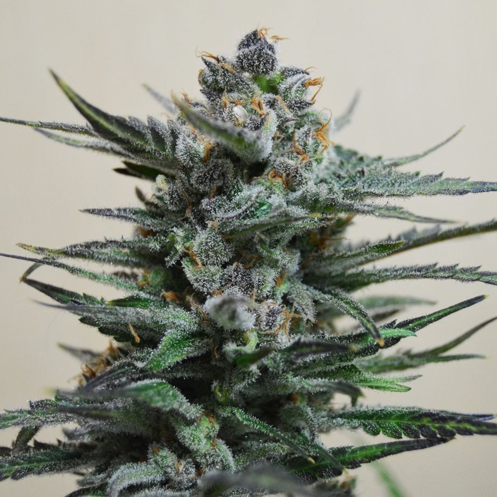 Семена марихуаны  Auto Blue Acid regular Ganja Seeds