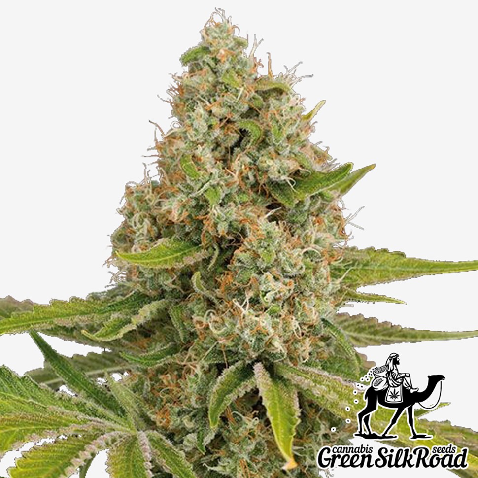 Семена  OG Kush feminised Green Silk Road Seeds