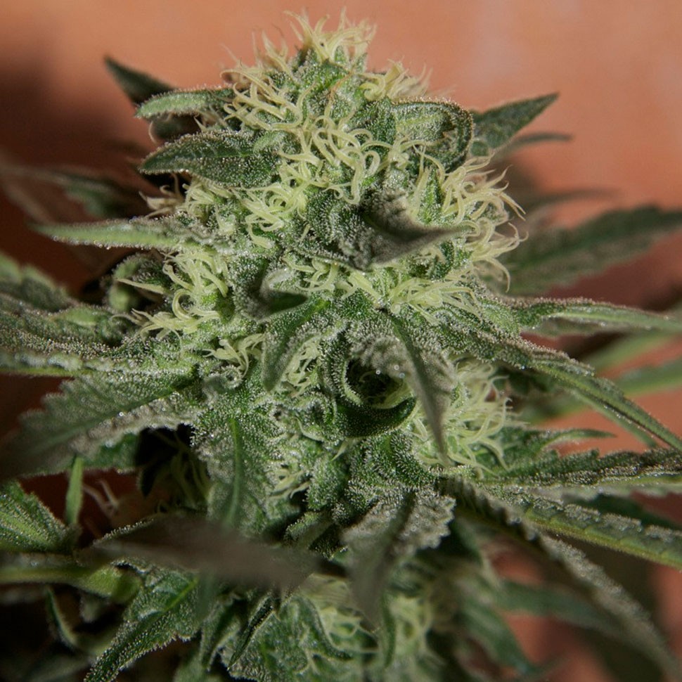 Auto Super Lemon Haze CBD feminised Ganja Seeds