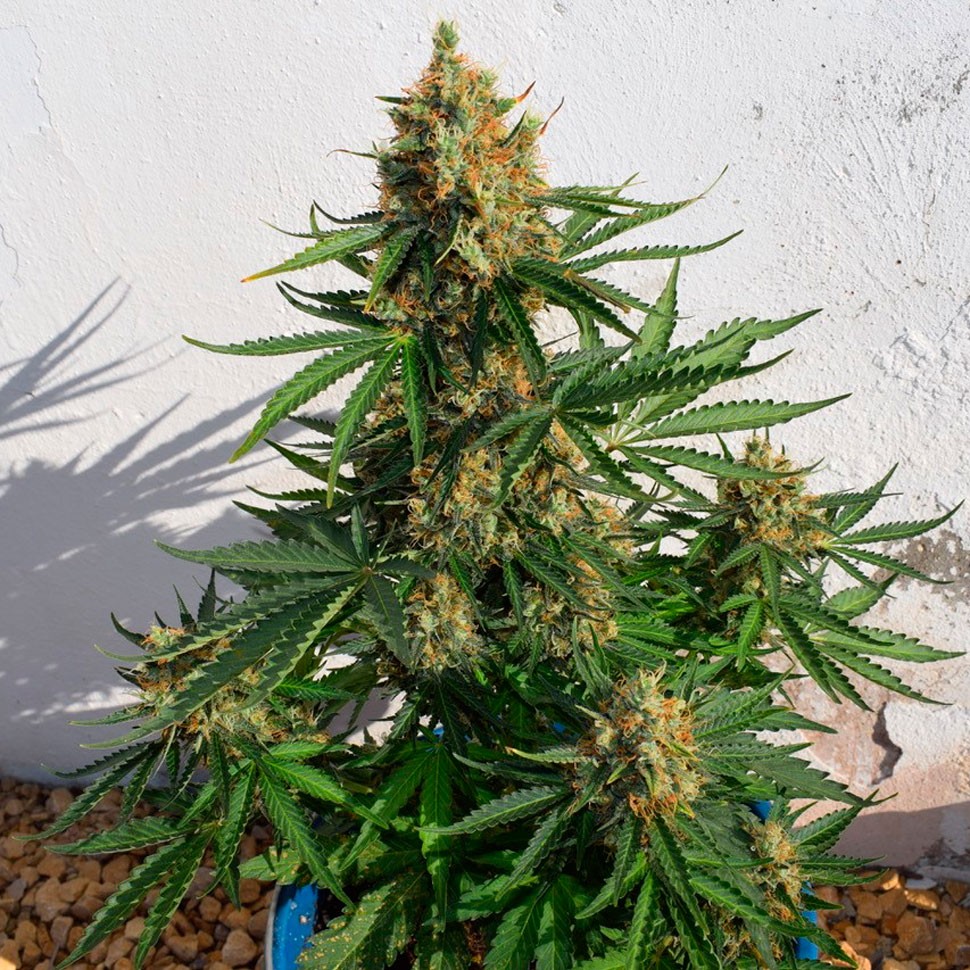 качественные семена конопли Auto Super Lemon Haze CBD feminised Ganja Seeds