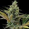 Семена конопли Auto Super Lemon Haze CBD feminised Ganja Seeds