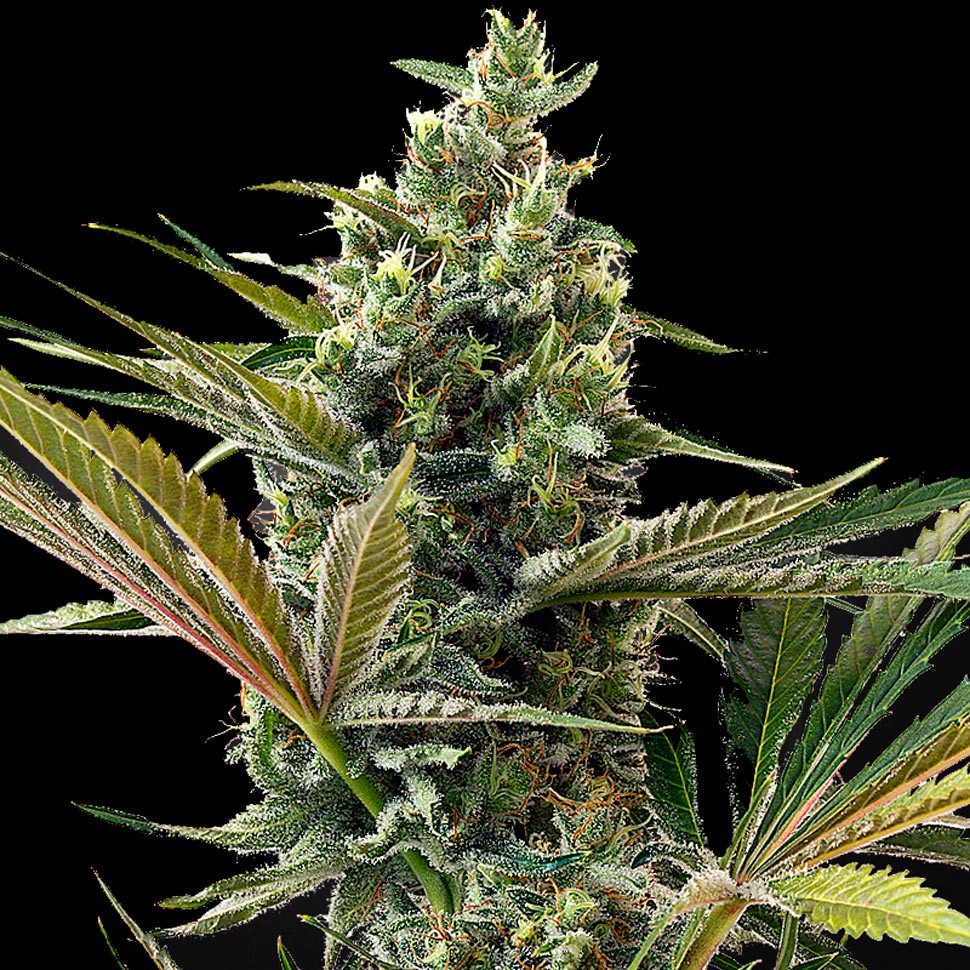 Семена марихуаны  Auto Super Lemon Haze CBD feminised Ganja Seeds