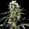 семена конопли недорого Auto Super Lemon Haze CBD feminised Ganja Seeds