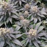 Blue Widow feminised Ganja Seeds