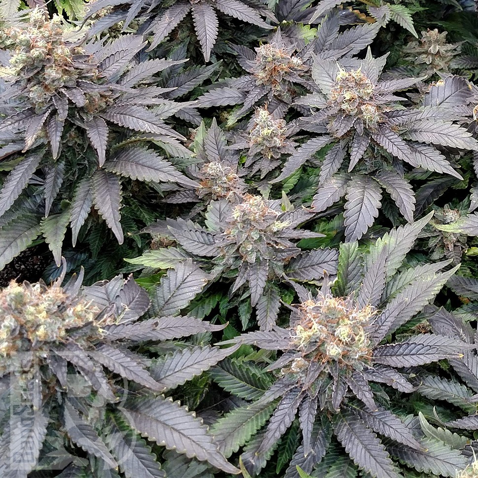 Blue Widow feminised Ganja Seeds