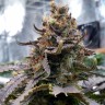 Blue Widow feminised Ganja Seeds