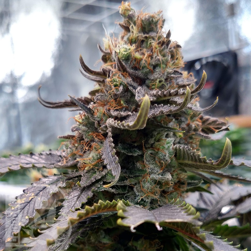 Blue Widow feminised Ganja Seeds