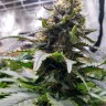 Blue Widow feminised Ganja Seeds