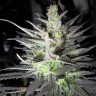 Семена марихуаны  Super Cali Haze feminised Ganja Seeds