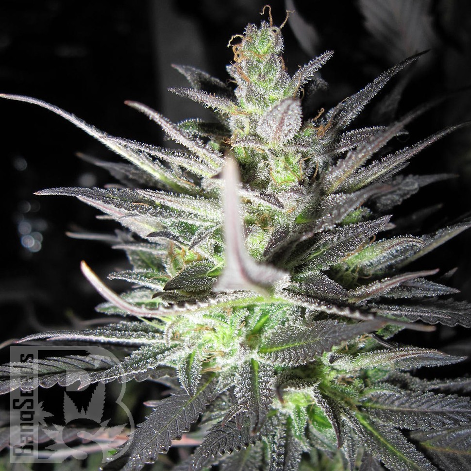 Семена марихуаны  Super Cali Haze feminised Ganja Seeds