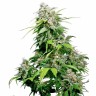 Семена марихуаны  Super Cali Haze feminised Ganja Seeds