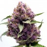 Семена конопли  Purple Ryder regular Ganja Seeds