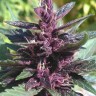 Семена конопли  Purple Ryder regular Ganja Seeds