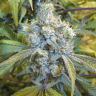 семена конопли Auto Super Silver Haze feminised Ganja Seeds