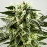 Семена конопли  Auto Super Silver Haze feminised Ganja Seeds