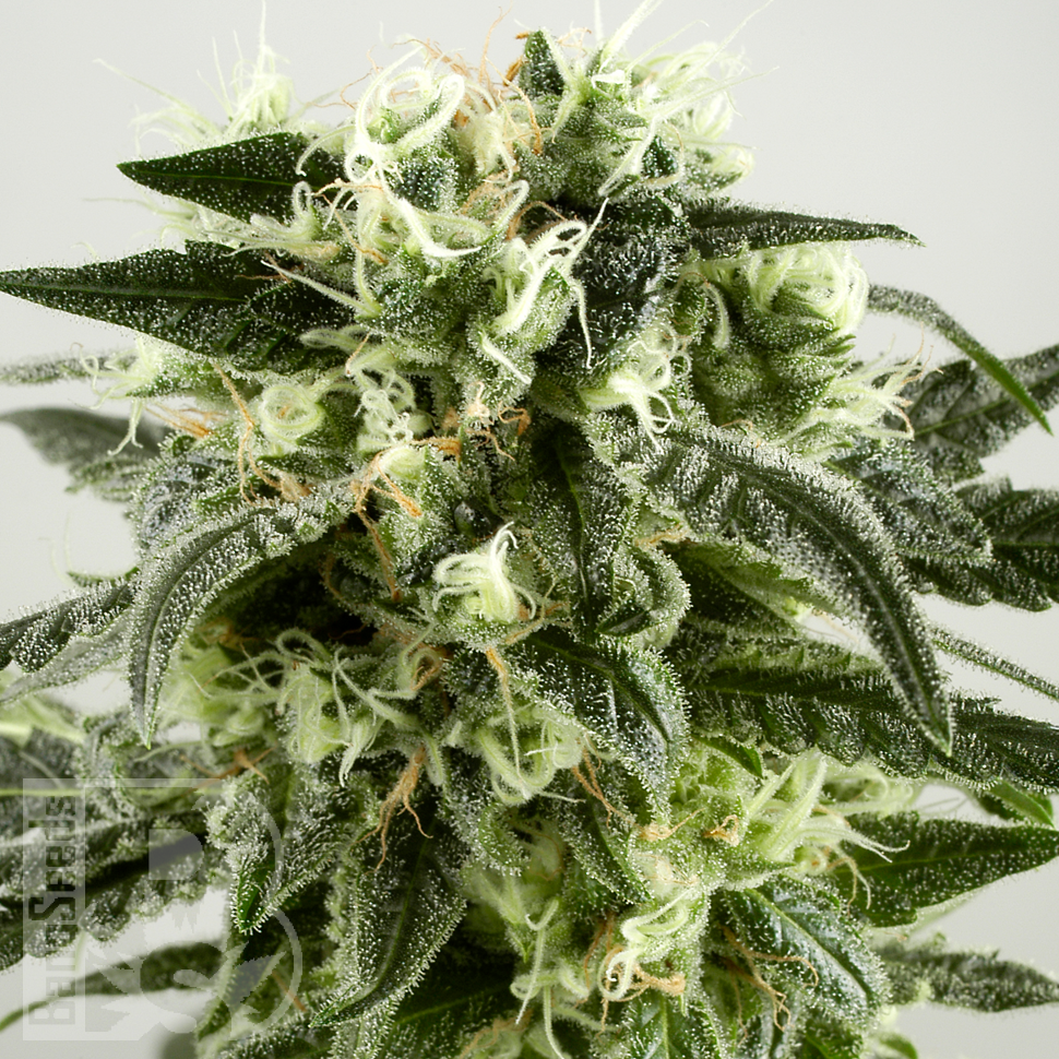 Семена конопли  Auto Super Silver Haze feminised Ganja Seeds